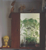 Nepenthes Terrarium